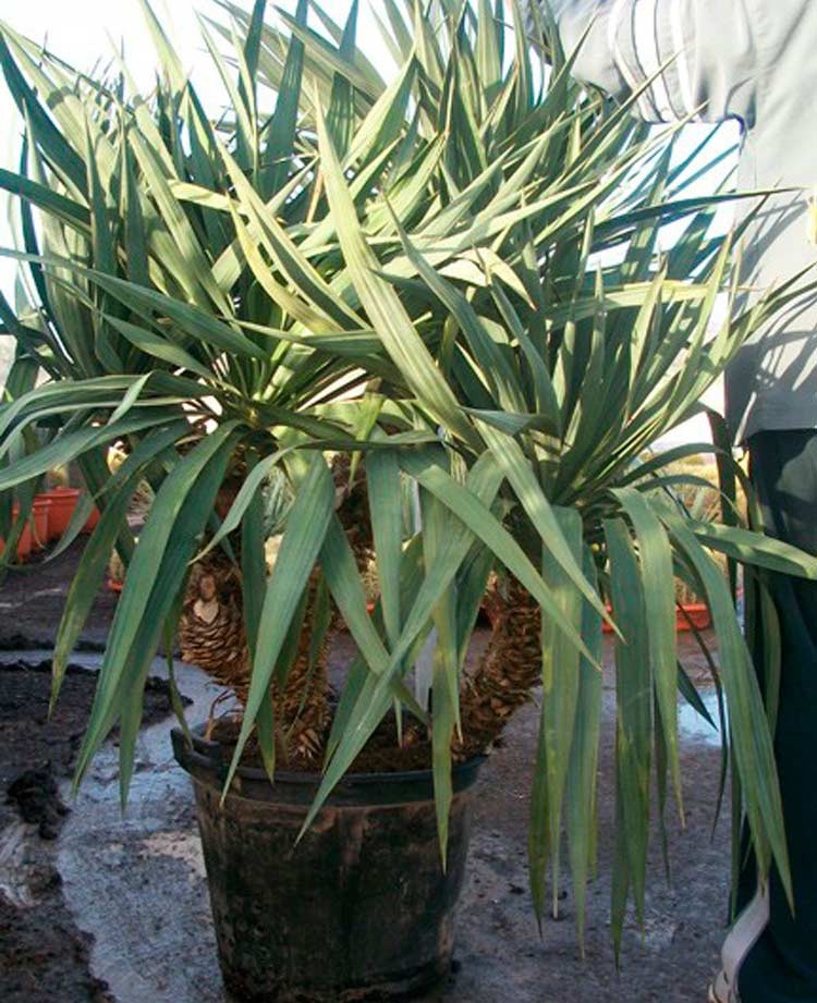 Yucca Gloriosa