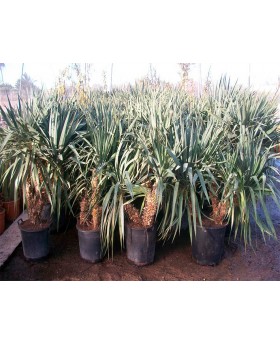 Yucca Gloriosa