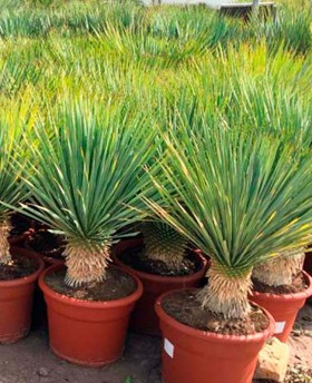 Yucca Rostrata﻿