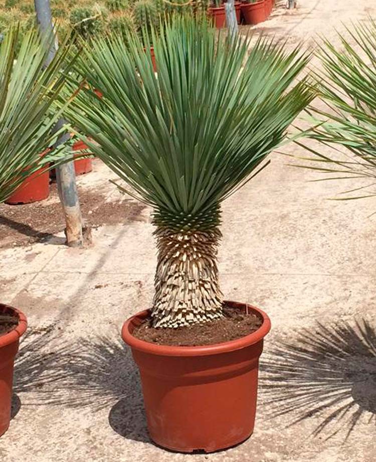 Yucca Rostrata﻿