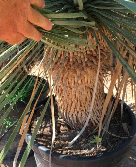 Yucca Rostrata﻿