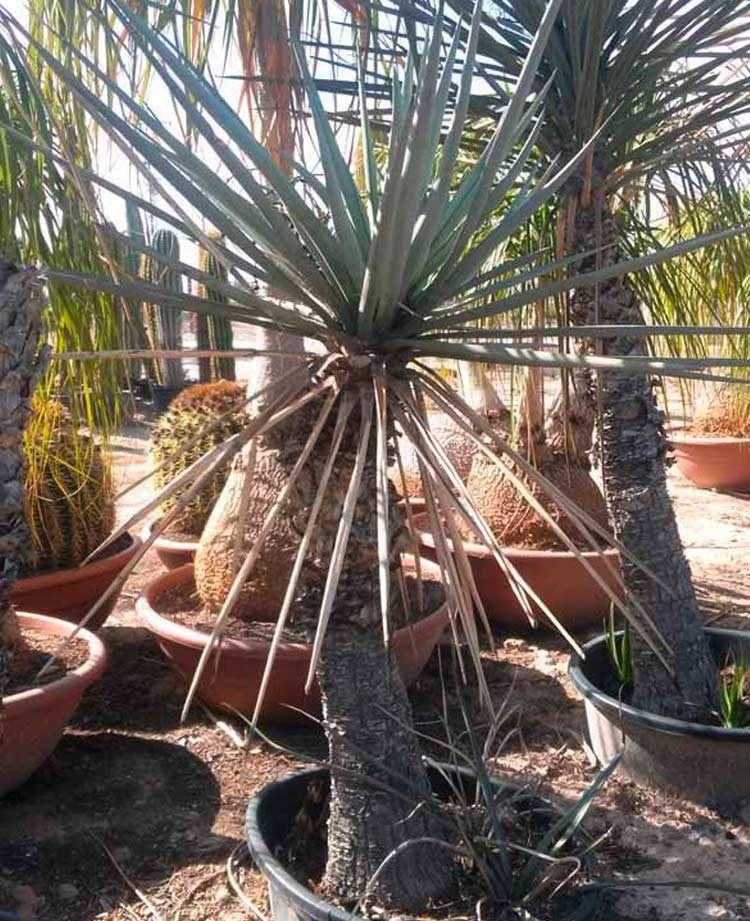 Yucca carnerosana