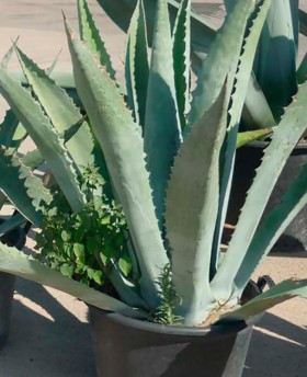 Agave americana