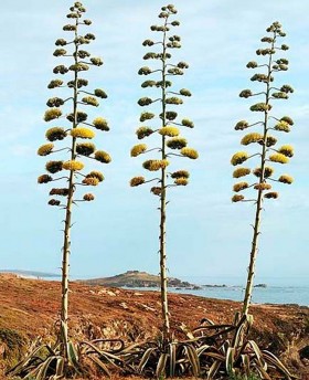 Agave americana