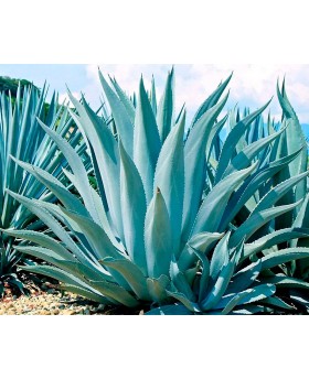 Agave americana