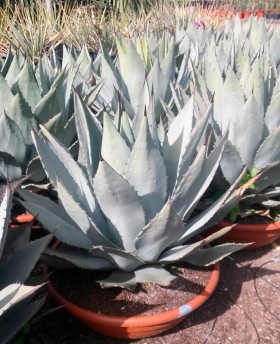 Agave Parrasana