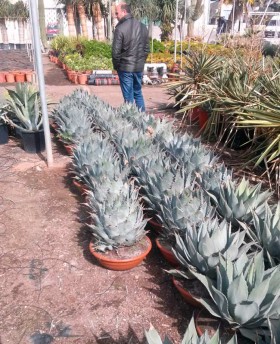 Agave parryi