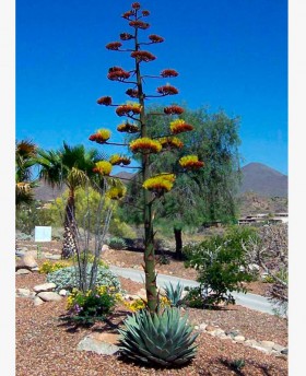 Agave parryi