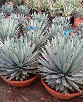 Agave Macrantha