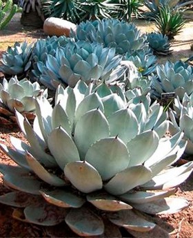 Agave parryi