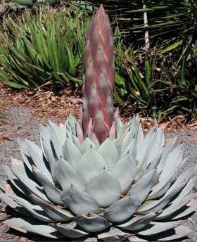 Agave parryi