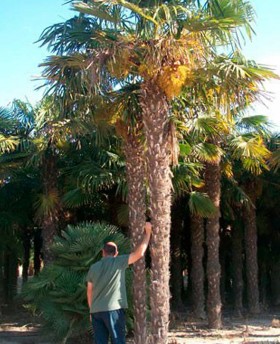 Trachycarpus fortunei