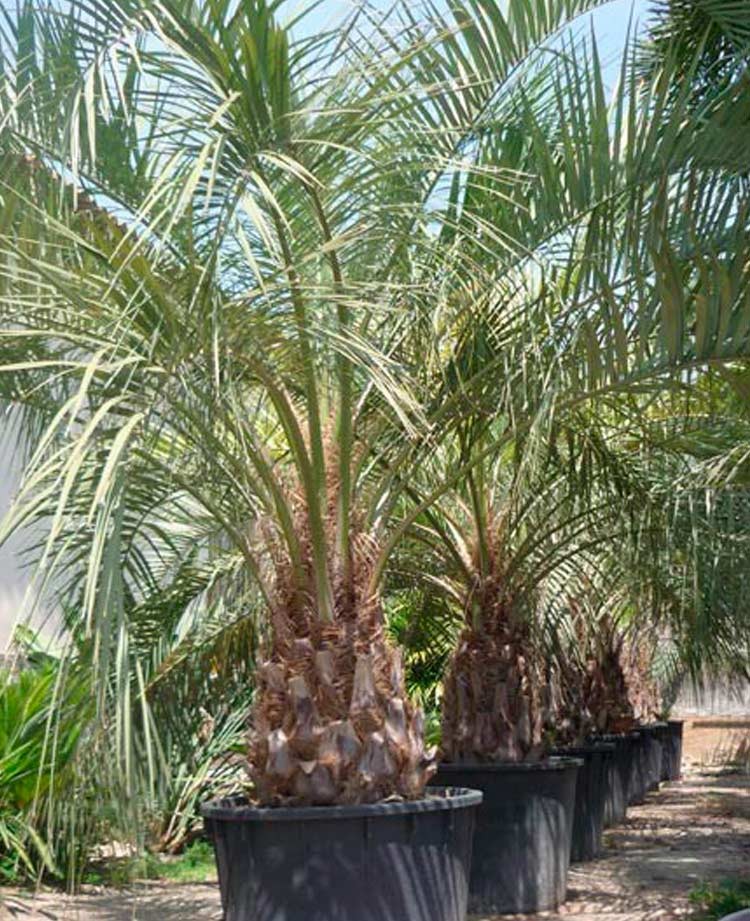 Butia capitata