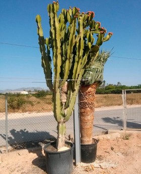 Cactus specimens