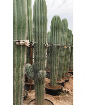 Cactus Ejemplares