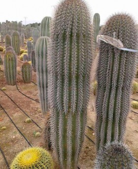 Cactus Ejemplares