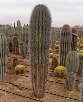 Cactus Ejemplares