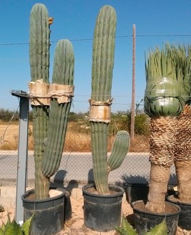 Cactus specimens