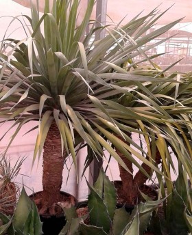 Dracaena drago