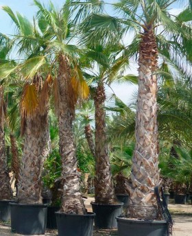 Washingtonia Robusta﻿﻿﻿﻿ ejemplar