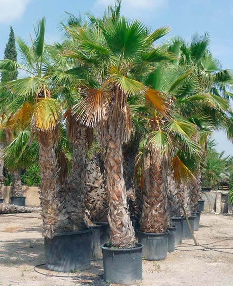 Washingtonia Robusta﻿﻿﻿﻿ ejemplar