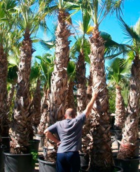 Washingtonia Robusta﻿﻿﻿﻿ ejemplar