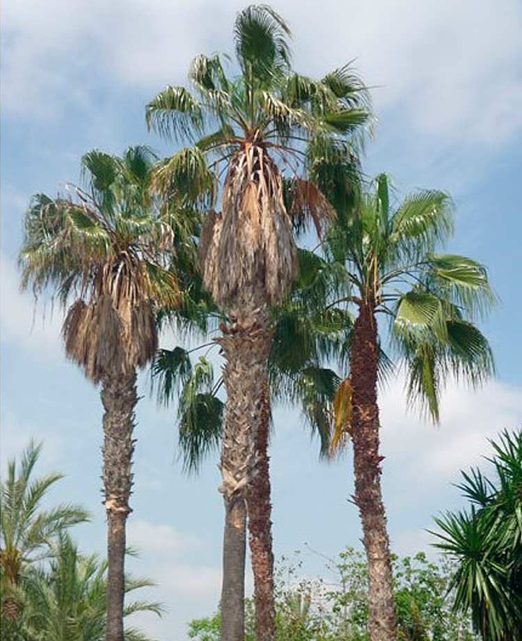 Washingtonia Robusta﻿﻿﻿﻿ Ejemplar