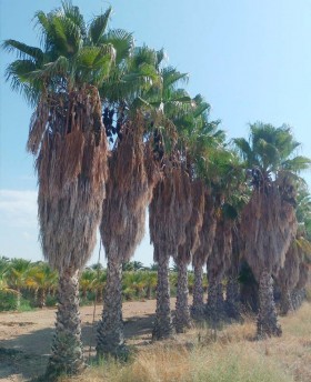 Washingtonia Robusta﻿﻿﻿﻿ Ejemplar