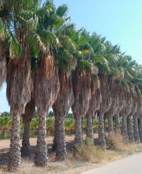 Washingtonia Robusta﻿﻿﻿﻿ Ejemplar