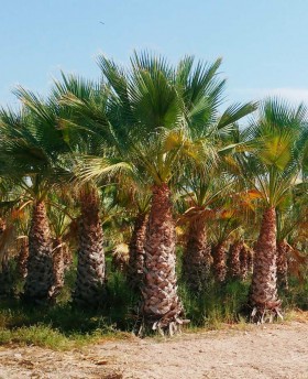 Washingtonia Robusta﻿﻿﻿﻿ Ejemplar