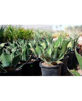 Agave ferox