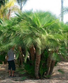 Ejemplares de Chamaerops Humilis en tierra