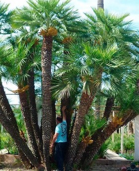 Ejemplares de Chamaerops Humilis en tierra