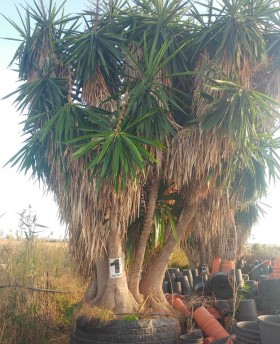 ejemplar Yucca elephantipes