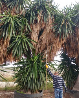 ejemplar Yucca elephantipes