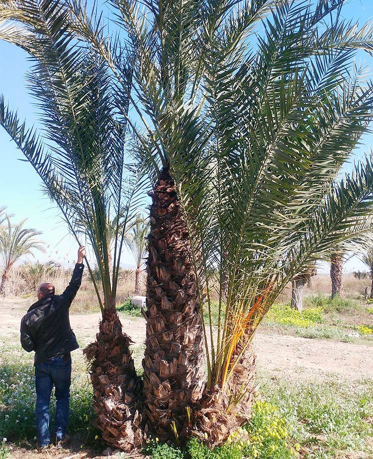 Grupo de Phoenix Dactylifera