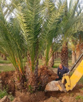 Grupo de Phoenix Dactylifera