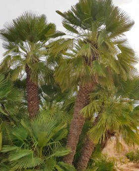 Ejemplares de Chamaerops Humilis en tierra