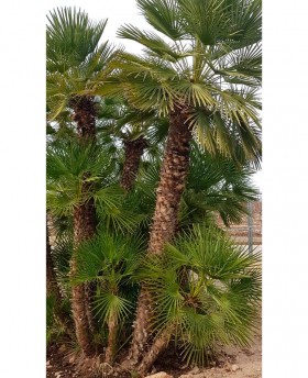 Ejemplares de Chamaerops Humilis en tierra