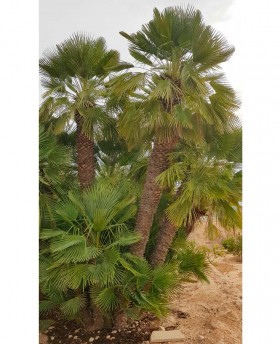 Ejemplares de Chamaerops Humilis en tierra