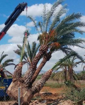 Grupo de Phoenix Dactylifera