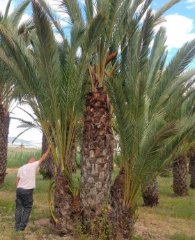 Grupo Fenix Dactylifera