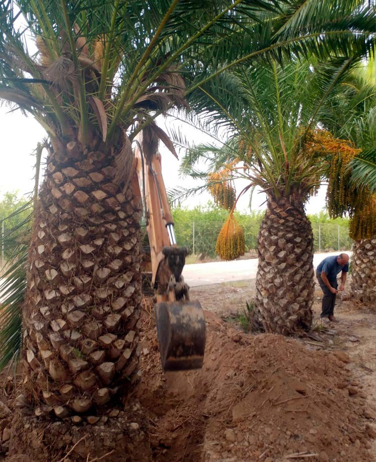 Phoenix-canariensis