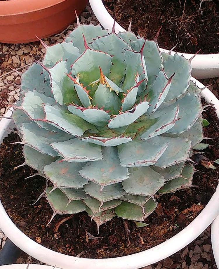 Agave potatorum﻿