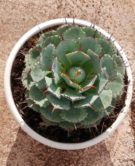 Agave potatorum﻿