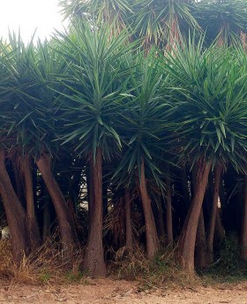 ejemplar Yucca elephantipes