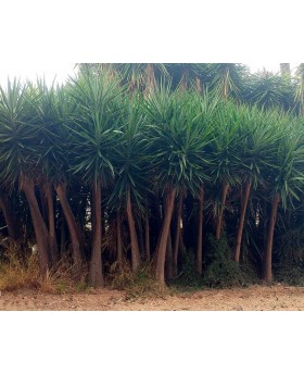 ejemplar Yucca elephantipes