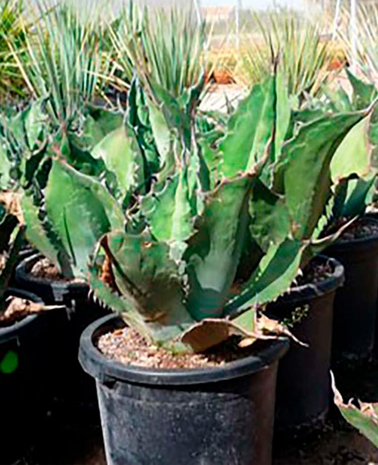 Agave ferox