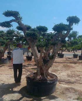 Olivos por Platos