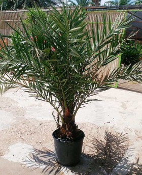 Phoenix Dactylifera